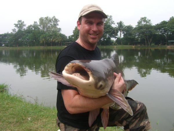 chiangmai giant mekong catfish